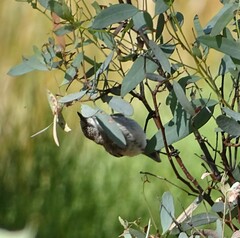 Acanthiza uropygialis