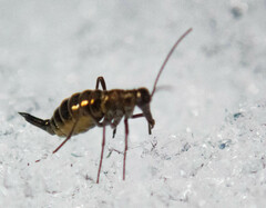 Boreus brumalis