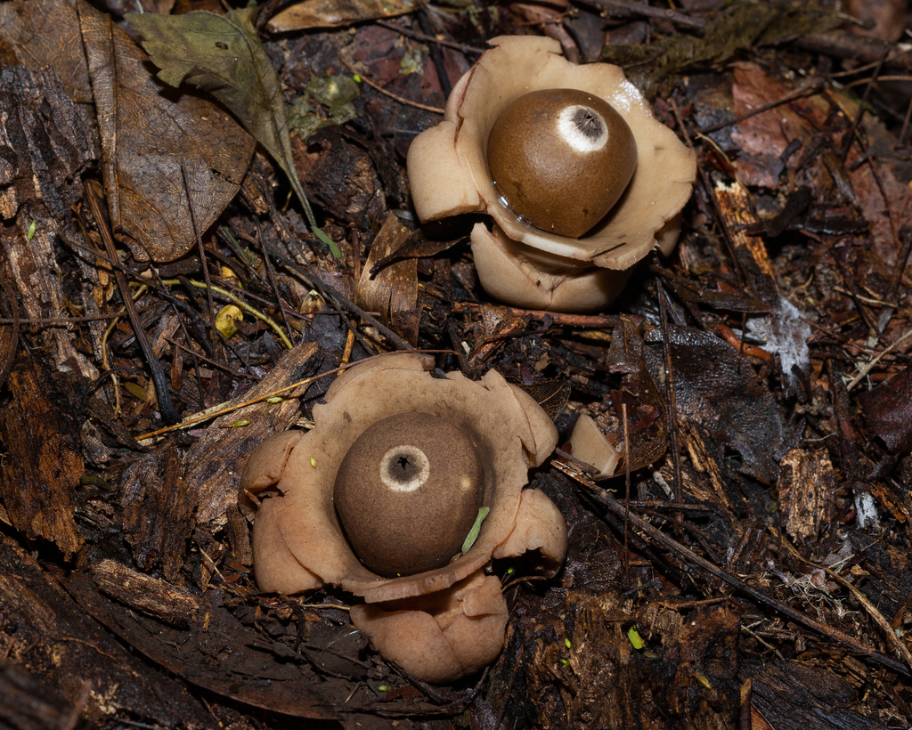 Geastrum triplex · December 2022 · photo: © deniszabin (iNaturalist, cc-by)