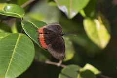 Biblis hyperia