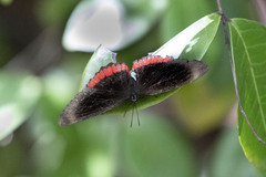 Biblis hyperia