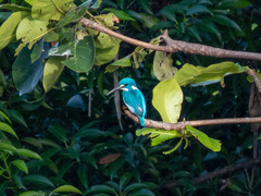Alcedo coerulescens
