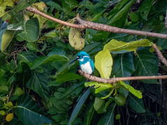 Alcedo coerulescens
