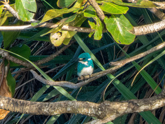 Alcedo coerulescens