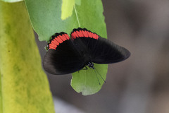 Biblis hyperia
