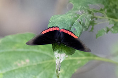 Biblis hyperia