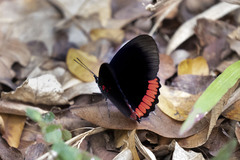 Biblis hyperia