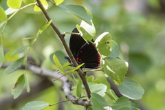 Biblis hyperia