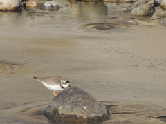 Charadrius placidus
