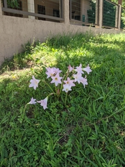 Zephyranthes robusta