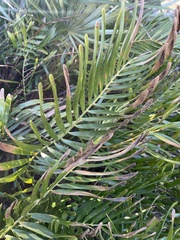 Zamia integrifolia