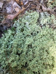 Cladonia crispata