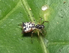 Micrathena picta