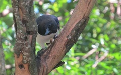 Cyanocorax cristatellus