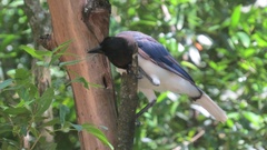 Cyanocorax cristatellus