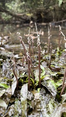 Cryptocoryne crispatula