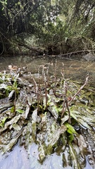 Cryptocoryne crispatula