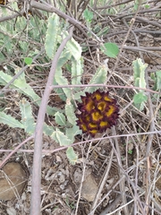 Caralluma