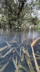 Cryptocoryne crispatula