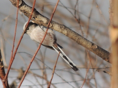 Aegithalos caudatus magnus