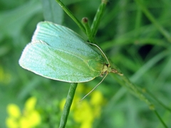 Tortrix viridana