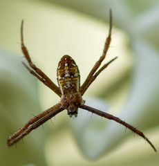 Argiope dang