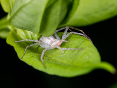 Philodromus longipalpis
