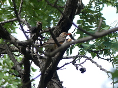 Turdus libonyana