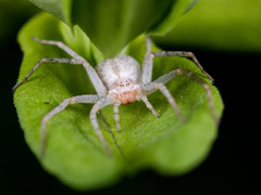 Philodromus longipalpis