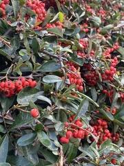 Pyracantha