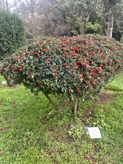 Pyracantha