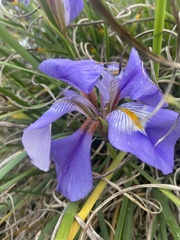 Iris unguicularis