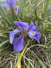 Iris unguicularis