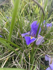 Iris unguicularis