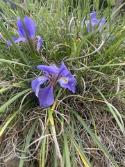 Iris unguicularis
