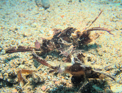 Pteroidichthys amboinensis