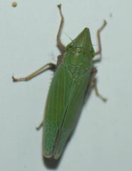 Draeculacephala robinsoni