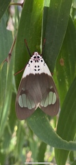 Amerila crokeri