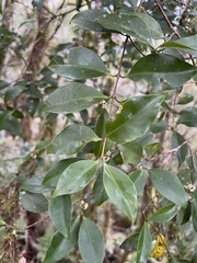 Microtropis yunnanensis