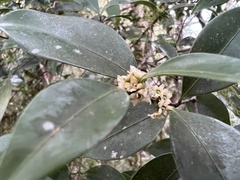 Microtropis yunnanensis