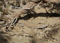 Acanthodactylus schmidti