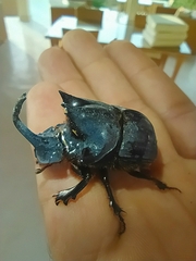 Catharsius mirabilis