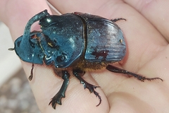 Catharsius mirabilis