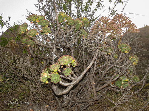 Aeonium percarneum image