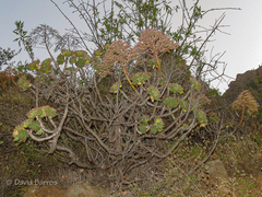 Aeonium percarneum image