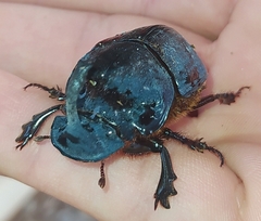 Catharsius mirabilis