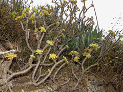 Aeonium arboreum subsp. arboreum image