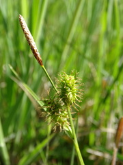 Carex lepidocarpa