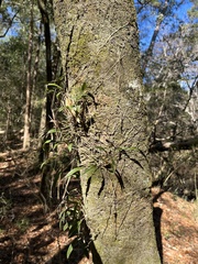 Epidendrum conopseum
