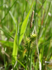 Carex lepidocarpa